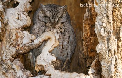 The Screech Cave