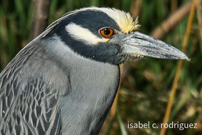 Yellow Crowned Portrait 2022