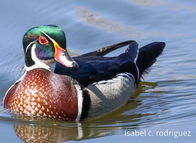 Wood Duck Drake en Pointe