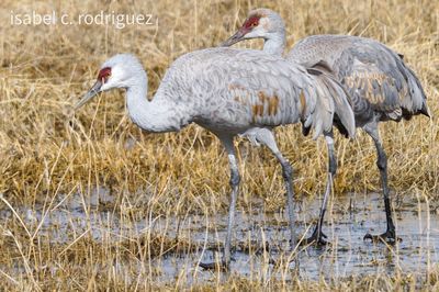 Sandhills on a Stroll