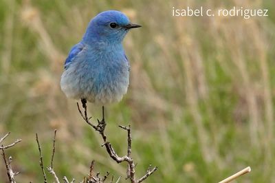 Spring Bluebird
