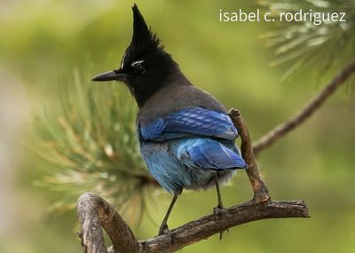 Steller's Jay Posing