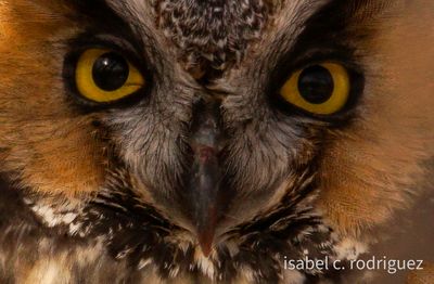 Long-eared Owl Stares