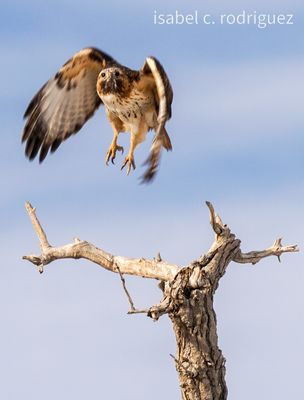 Red Tailed Takeoff
