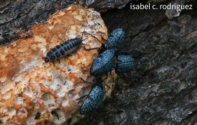 Larvae Meets Fungus Beetle