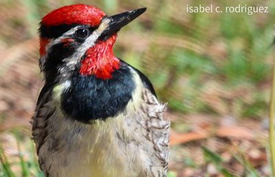 Red Naped Sapsucker Magic