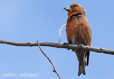 Red Crossbill on a Branch