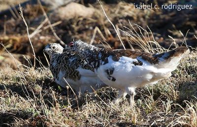 Ptarmigan Mated Pair