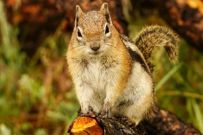 GOLDEN MANTLED GROUND SQUIRREL
