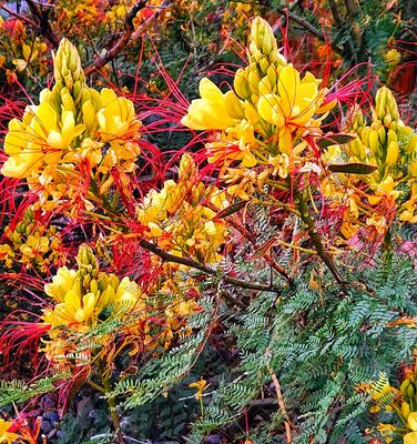 Desert Bird of Paradise (Erythrostemon gilliesii)