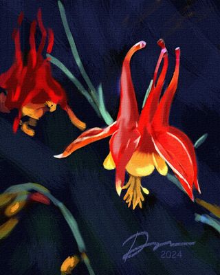 Ozark Mountain Columbine • original not available