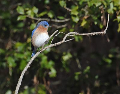 Bluebird-Twig.jpg