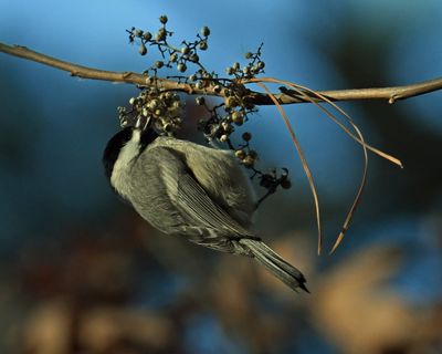 Chickadee-Berries.jpg