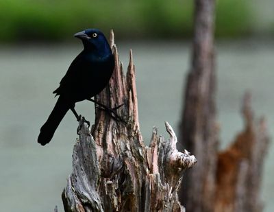 Birds_Common Grackle by Alan Grubb.jpg