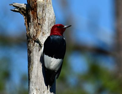 Birds_Red Headed Woodpecker by Alan Grubb.jpg