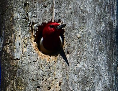 Birds_Red Headed Woodpecker Hole by Alan Grubb.jpg