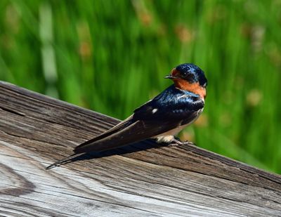 Birds_Tree Swallow by Alan Grubb.jpg