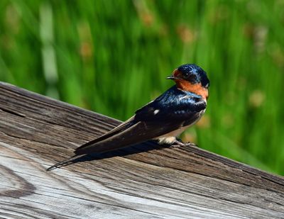 Song Birds
