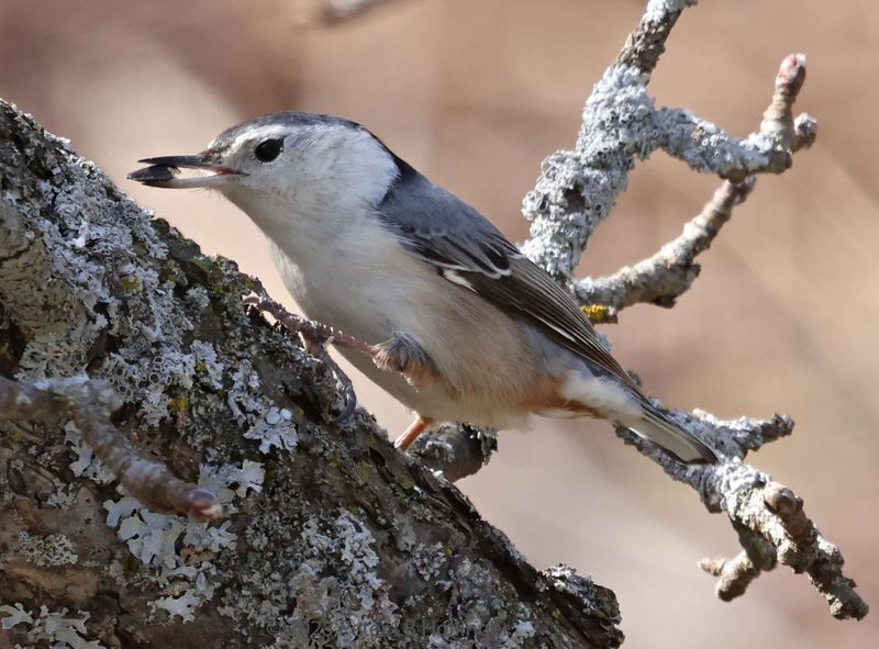 White-Breasted Nuthatch (Sitta carolinensis)