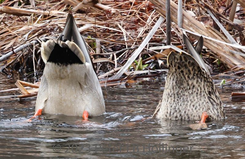 Synchronized Dabbling