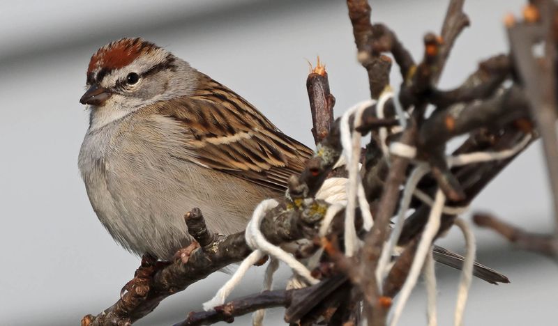 Chipping Sparrow (Spizella passerina)