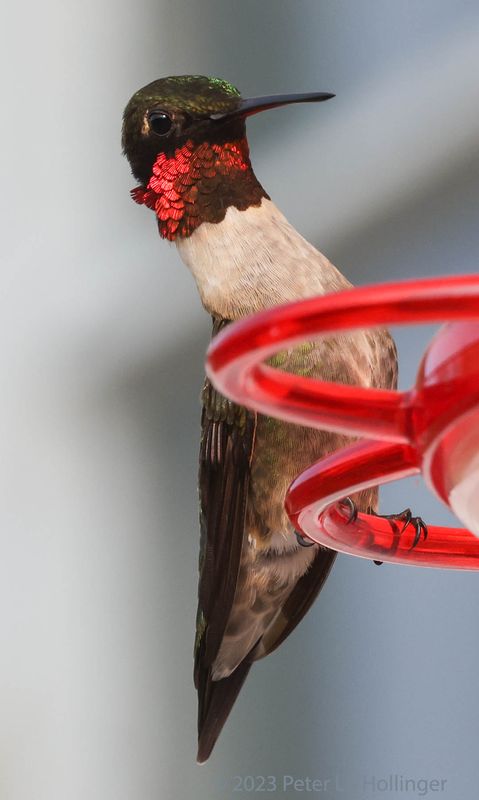 Ruby-throated Hummingbird (Archilochus colubris)