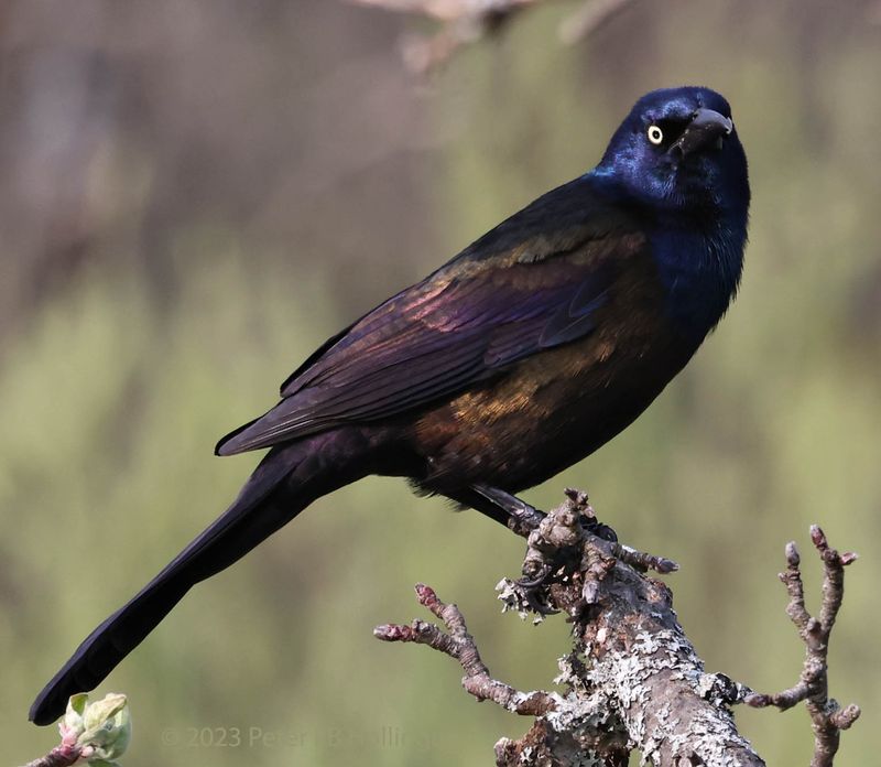 Common Grackle (Quiscalus quiscula)