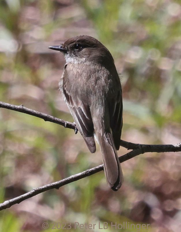 Eastern Phoebe (Sayornis phoebe)