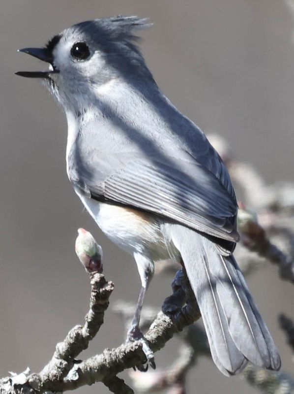 Tufted Titmouse (Baeolophus bicolor)