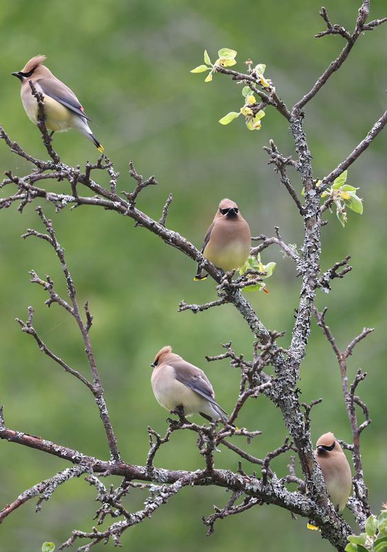 Cedar Waxwings (Bombycilla cedrorum)