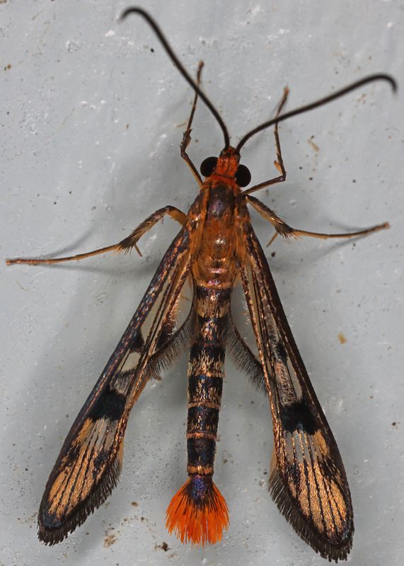 Maple Callus Borer Moth (Synanthedon acerni)