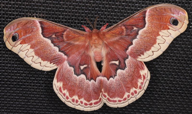 Promethea Silkmoth (Callosamia promethea)