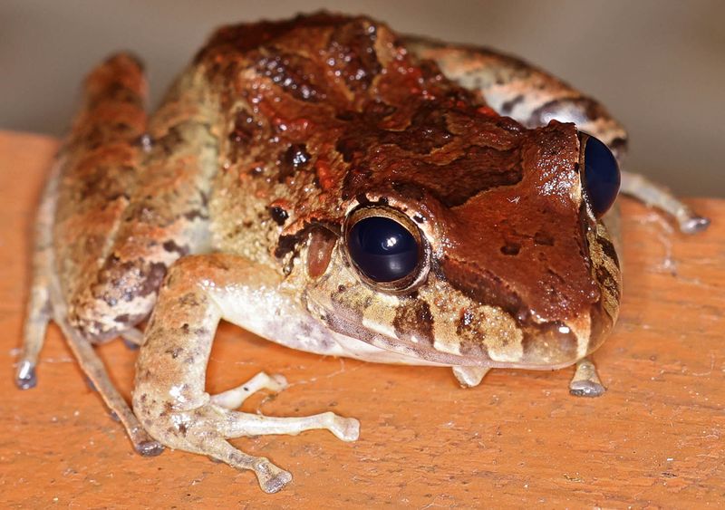  Banded-thighed Rain Frog (<i>Craugastor melanostictus</i>)