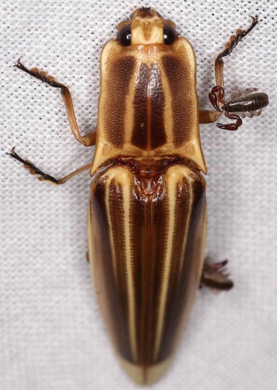  <i>Semiotus ligneus</i>