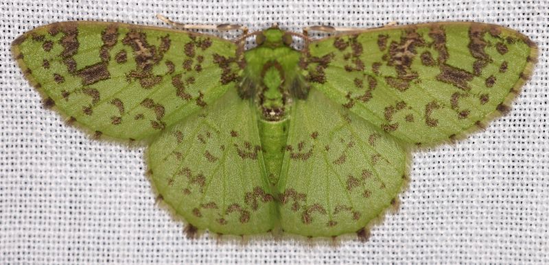 Emerald Moth