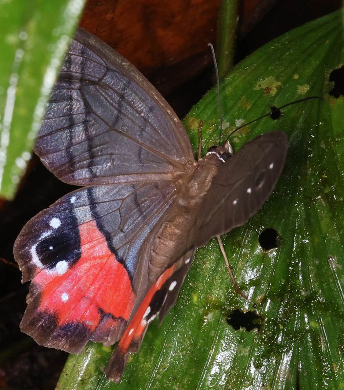  Red-washed Satyr (Pierella helvina)