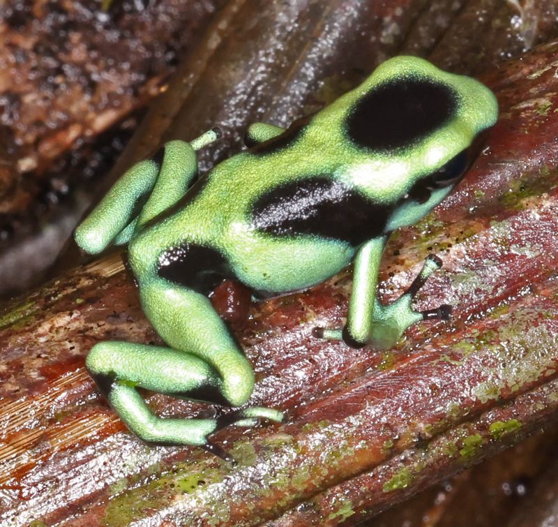  Green-and-black Poison Dart Frog (Dendrobates auratus)