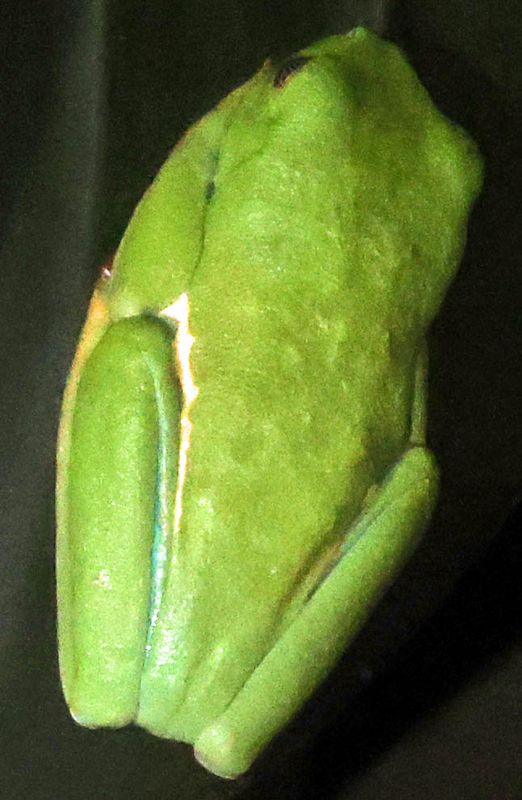  Red-eyed Tree Frog (Agalychnis callidryas)