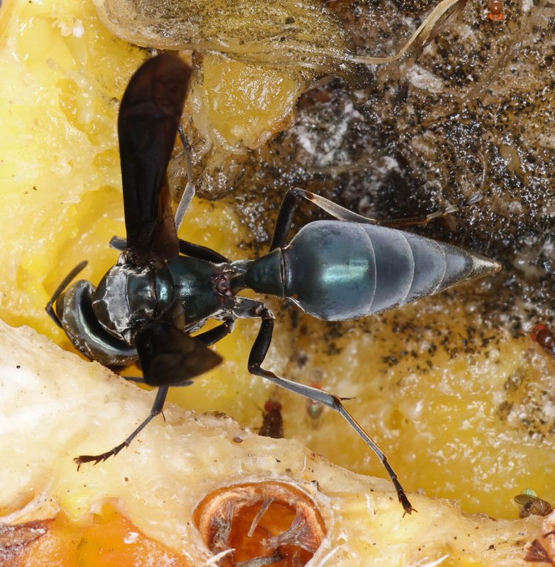 Northern Warrior Wasp (<i>Synoeca septentrionalis</i>)
