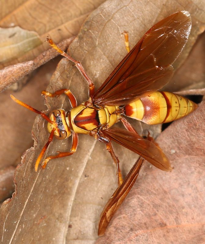 Executioner Paper Wasp (Polistes carnifex ssp. boliviensis)