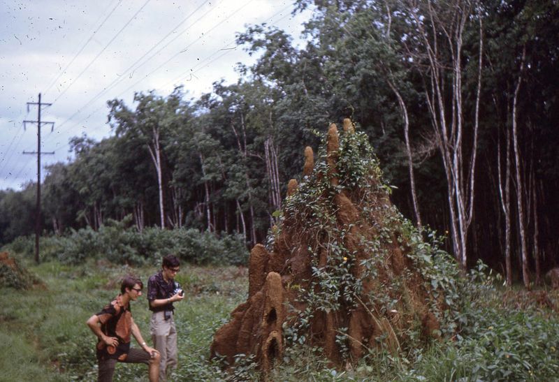  Termite Mound