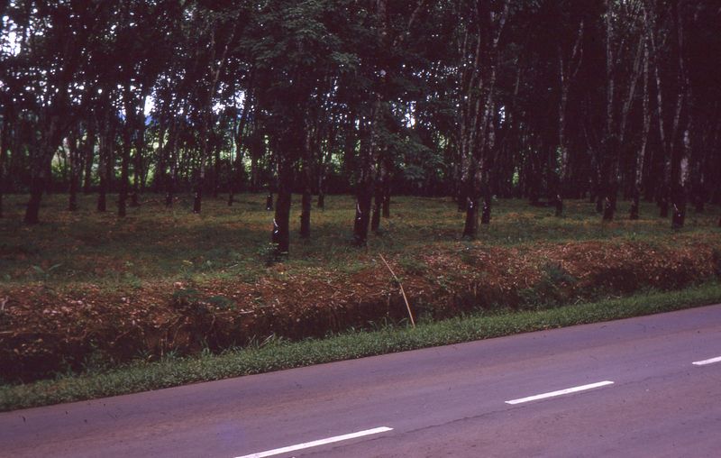  Rubber Plantation