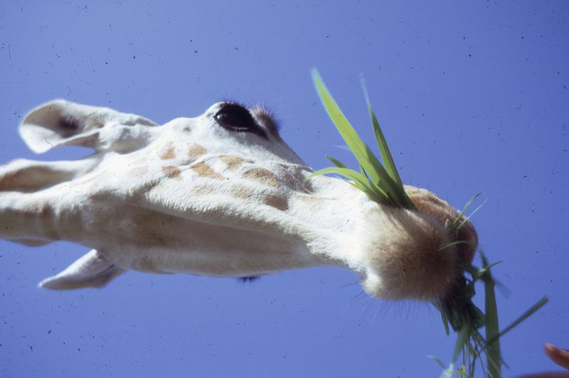  Giraffe at zoo