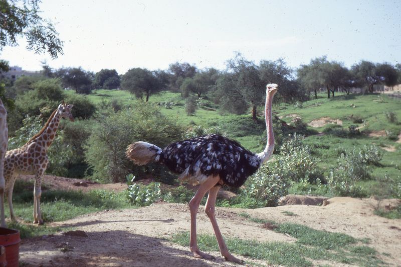  Osltrich at zoo