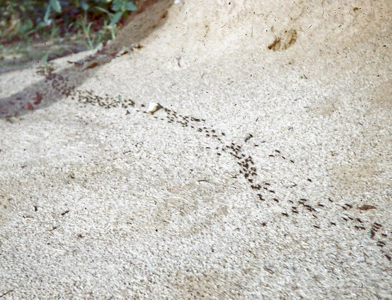  Ant column headed for breakfast