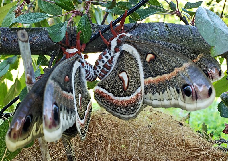 Mating Cecropia Moths