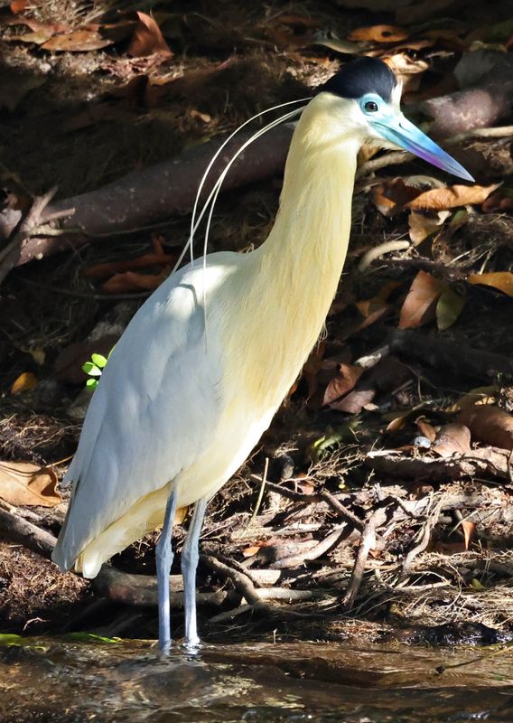 Capped Heron (Pilherodius pileatus)