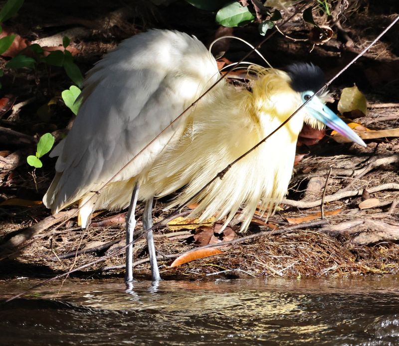Capped Heron (Pilherodius pileatus)