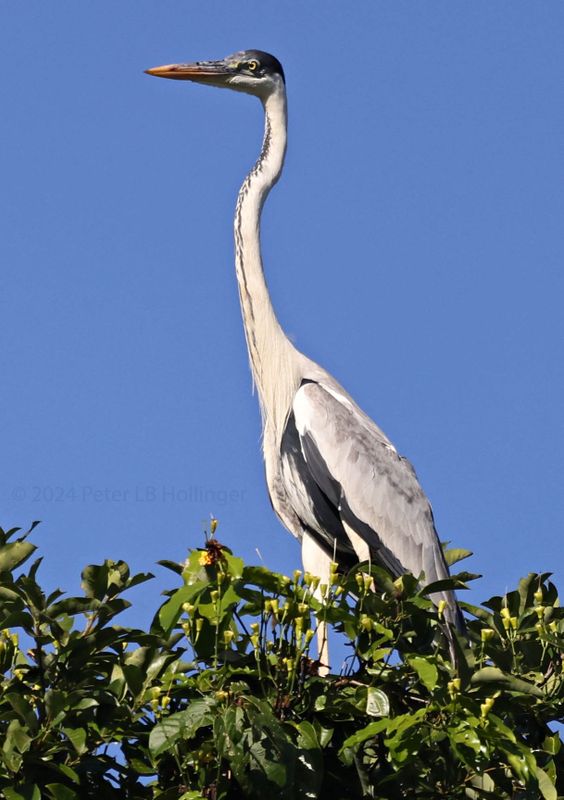 Cocoi Heron (Ardea cocoi)