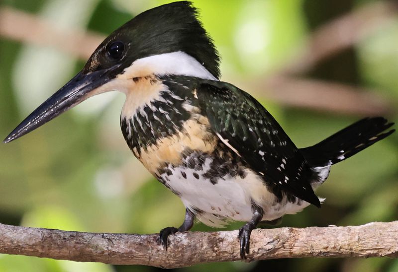 Green Kingfisher (Chloroceryle americana)